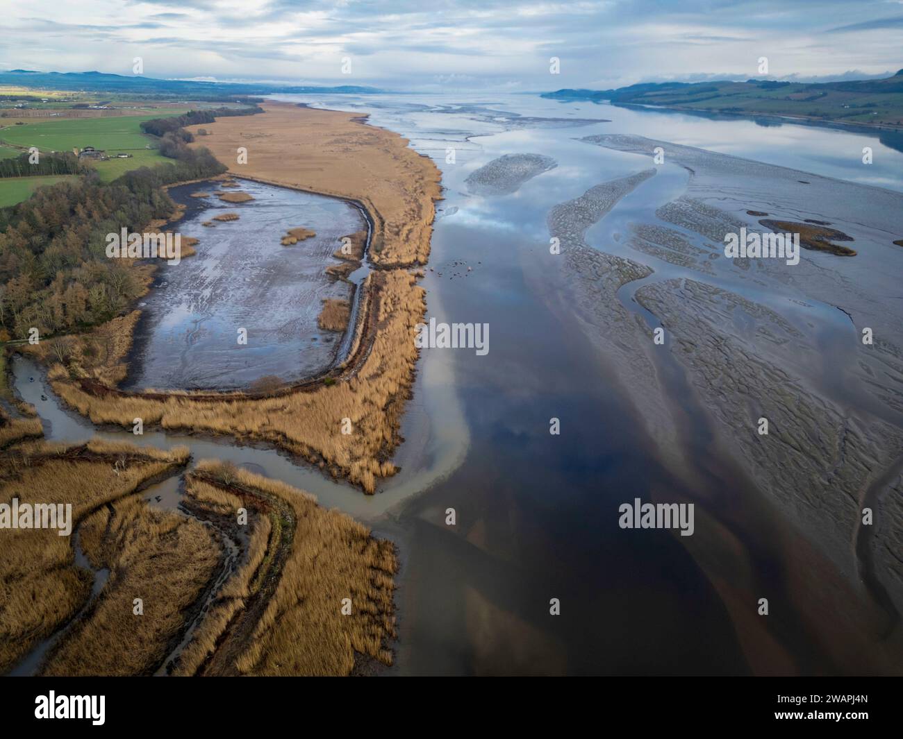 Veduta aerea dei canneti sulla sponda settentrionale del fiume Tay, Port Allen, Errol, Perthshire, Scozia. Foto Stock