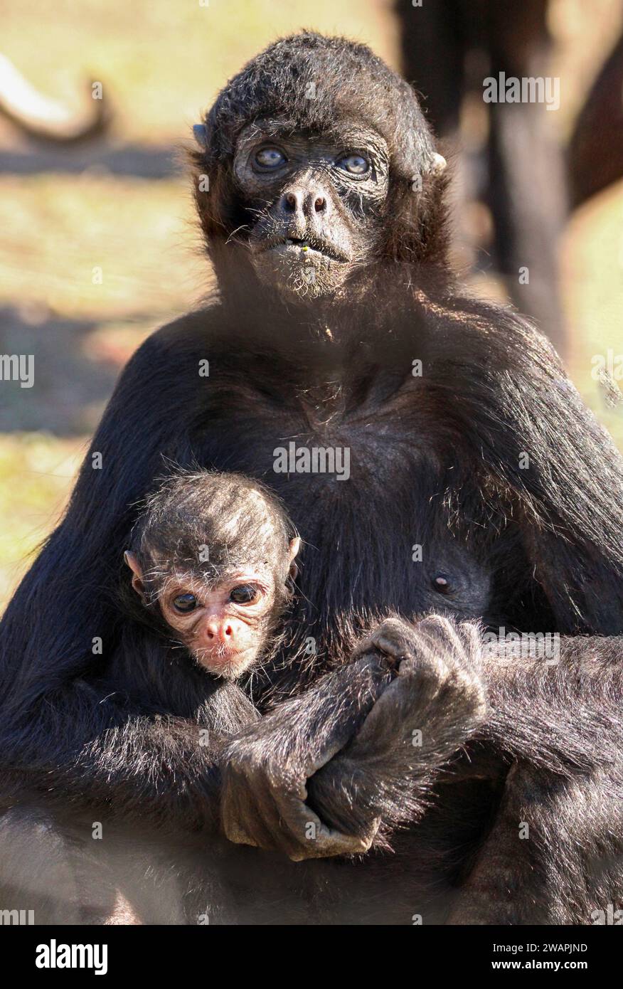 Un primo piano verticale di una scimmia madre che culla il suo bambino nell'erba verde lussureggiante Foto Stock