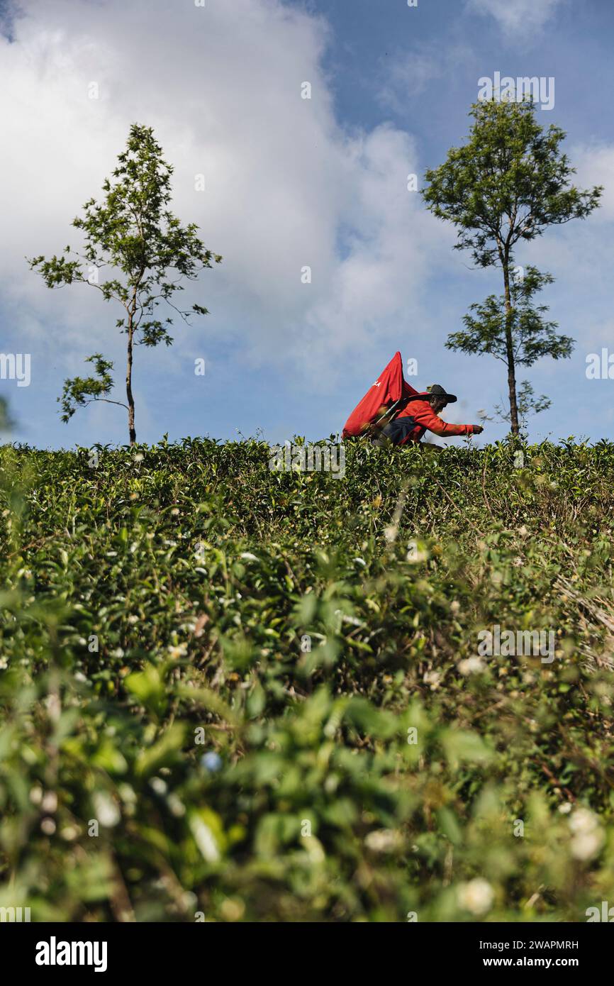 Raccoglitori di tè nelle piantagioni in Sri Lanka, novembre 2023. Copyright CarolJMoir/Alamy Foto Stock