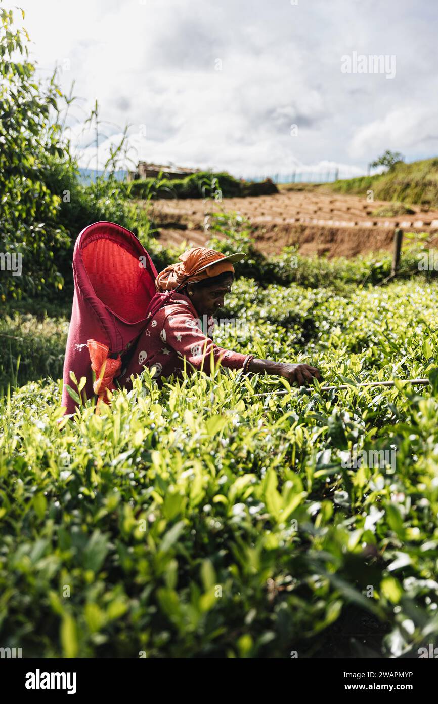Raccoglitori di tè nelle piantagioni in Sri Lanka, novembre 2023. Copyright CarolJMoir/Alamy Foto Stock
