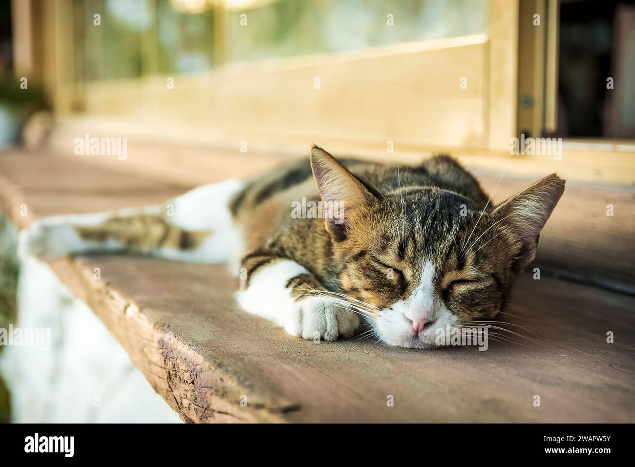 un dolce gattino dorme beatamente su un davanzale Foto Stock