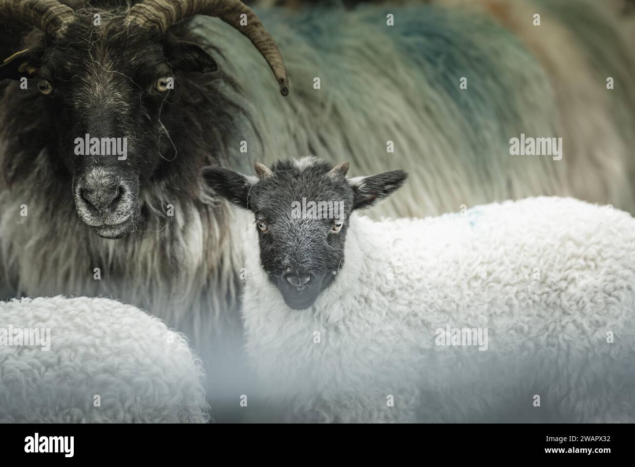 Un gregge di pecore in un campo Foto Stock