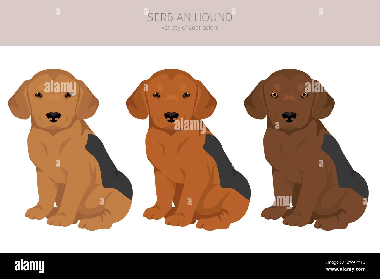 Clipart serbo di Hound Puppies. Tutti i colori del rivestimento sono impostati. Infografica sulle caratteristiche di tutte le razze di cane. Illustrazione vettoriale Illustrazione Vettoriale