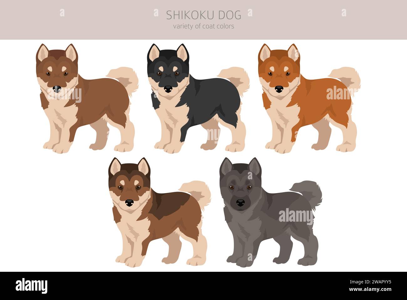 I cuccioli di cane Shikoku colorano il cappotto, le diverse pose clipart. Illustrazione vettoriale Illustrazione Vettoriale