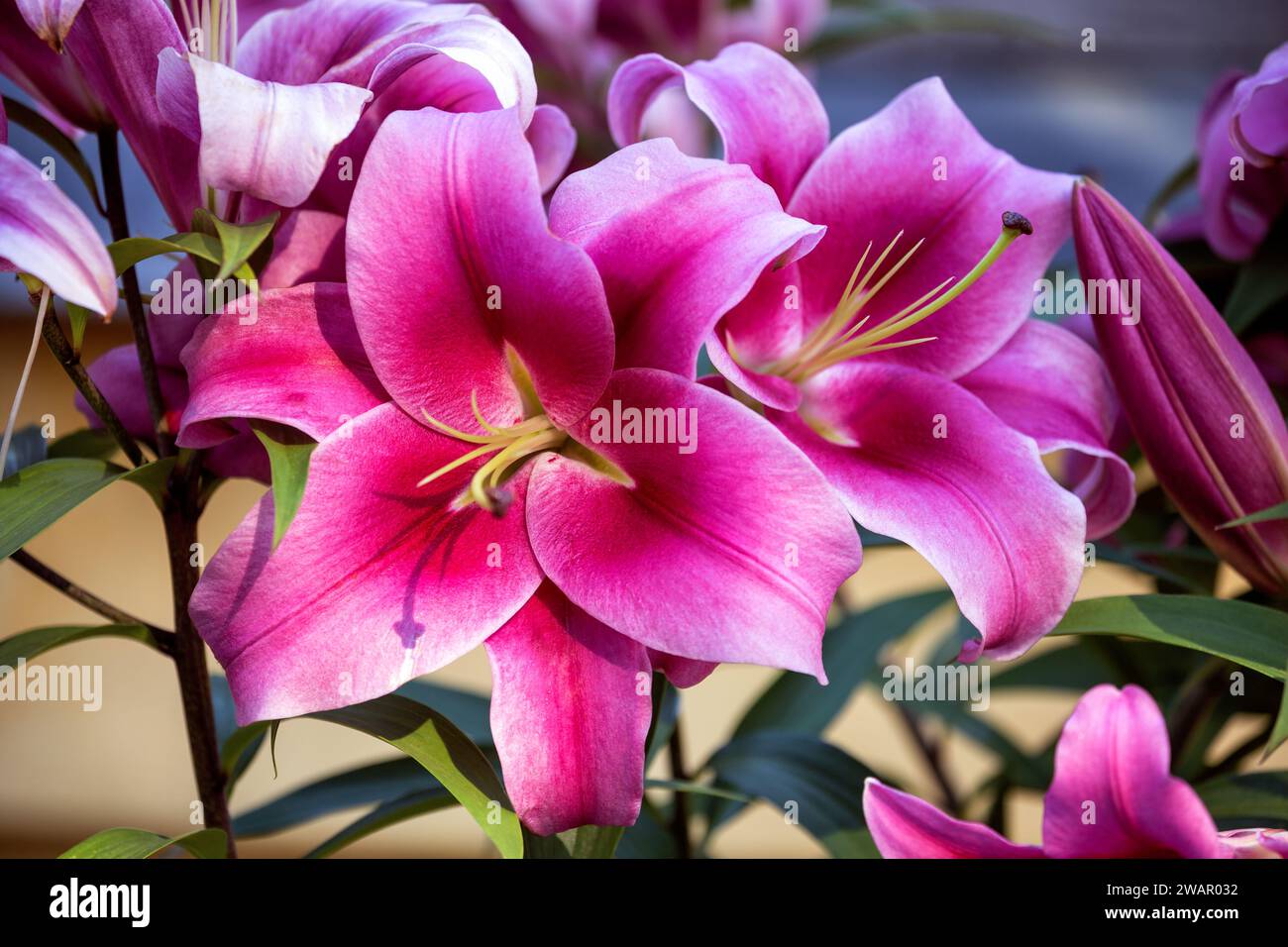 Bellissimi fiori Lily "Redford" da vicino Foto Stock