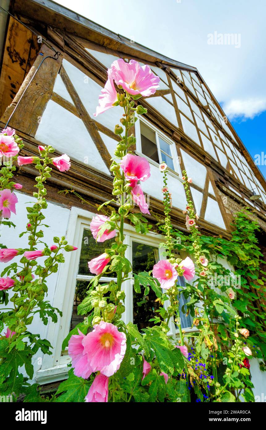 Hollyhock in fiore rosa di fronte a una casa in legno Foto Stock