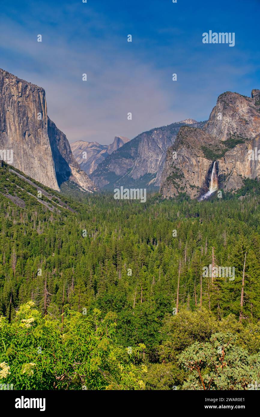 Il parco nazionale di Yosemite ospita tre boschetti di imponenti sequoie giganti. Le sequoie giganti sono una specie iconica, essendo tra le più rare e antiche Foto Stock