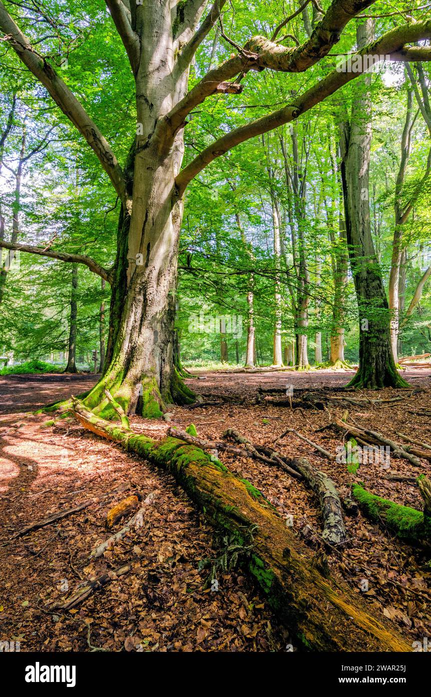Foresta decidua con legno di deadwood nella riserva naturale della foresta primordiale di Sababurg, Germania Foto Stock