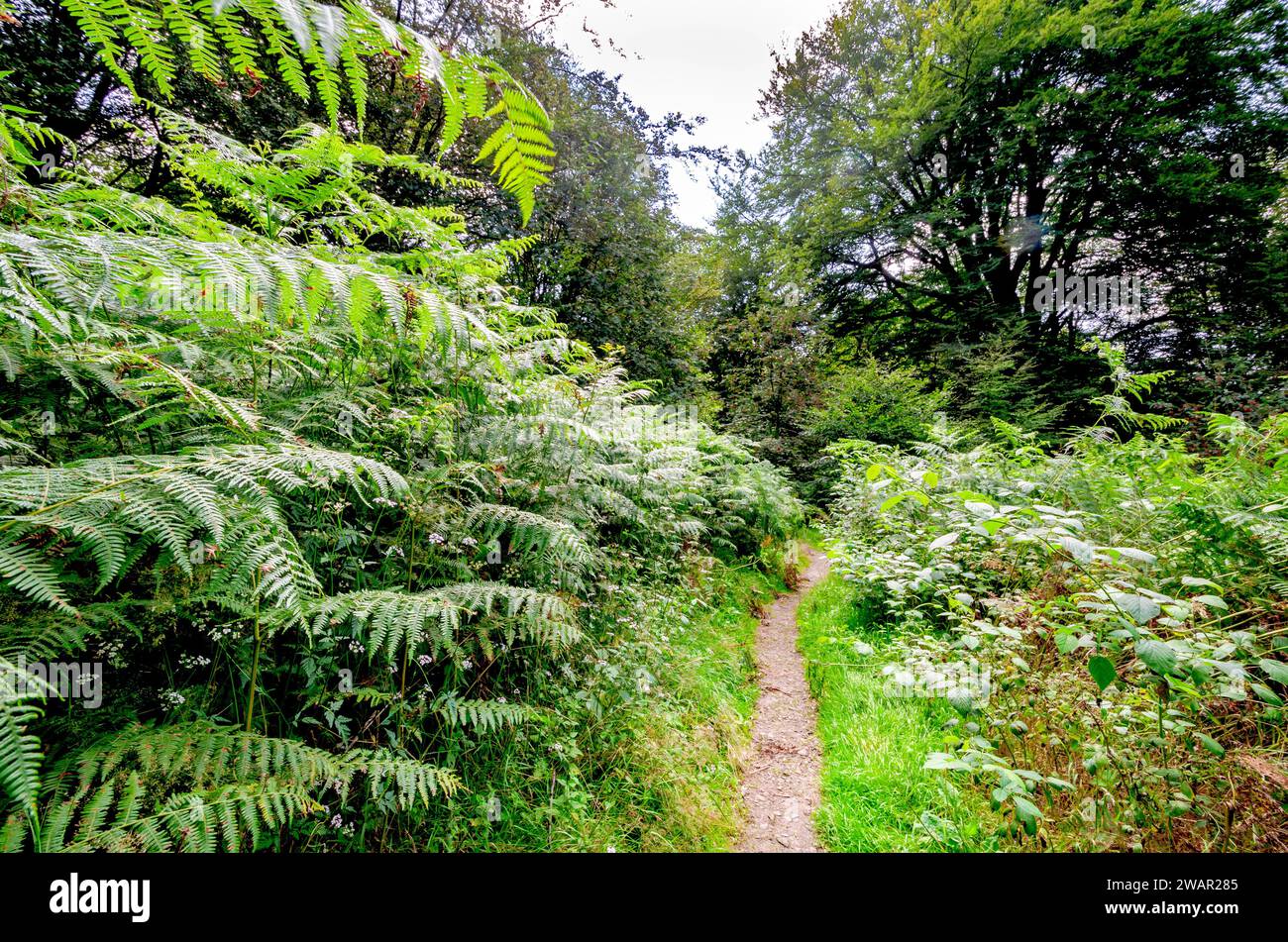 Radura soleggiata della foresta con sentiero escursionistico tra grandi felci Foto Stock