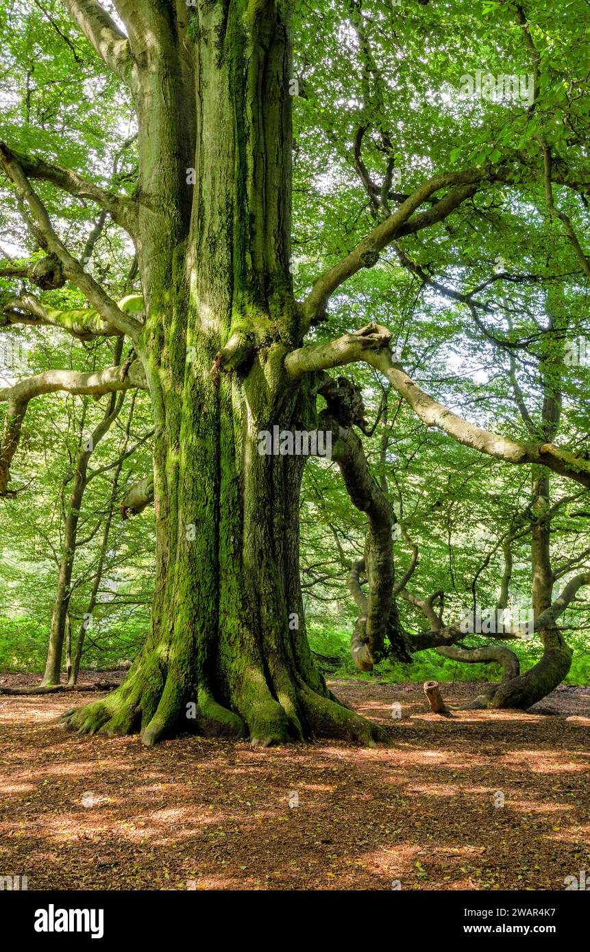 Antico albero gigante nella giungla di Saba, Assia, Germania Foto Stock