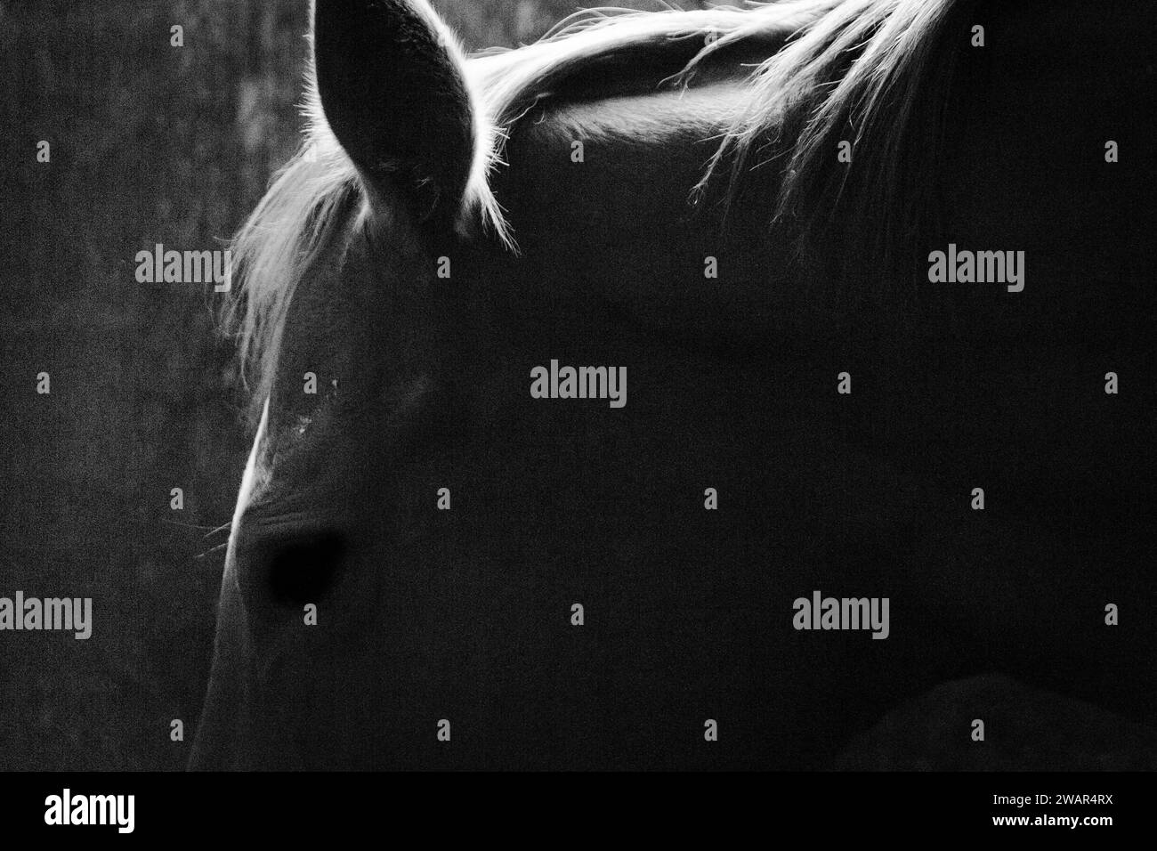 ritratto di cavallo in stalla Foto Stock