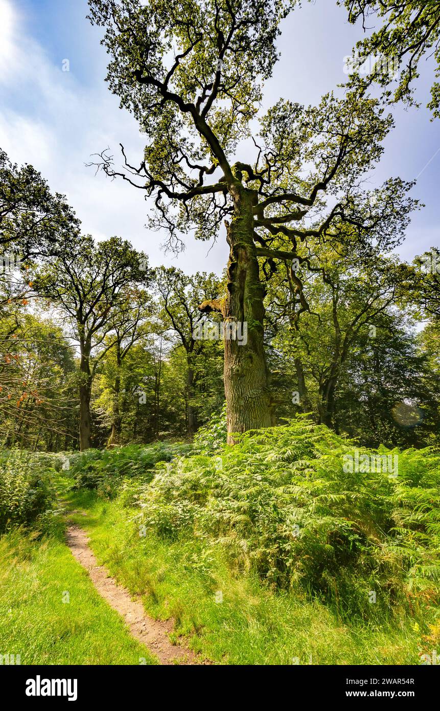 Radura forestale con sentiero escursionistico, foresta primordiale Sababurg - Germania Foto Stock