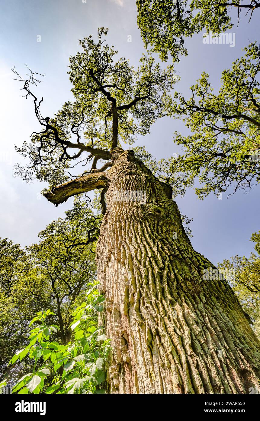 Cime degli alberi di vecchie querce, foresta primordiale di Sababurg - Germania Foto Stock