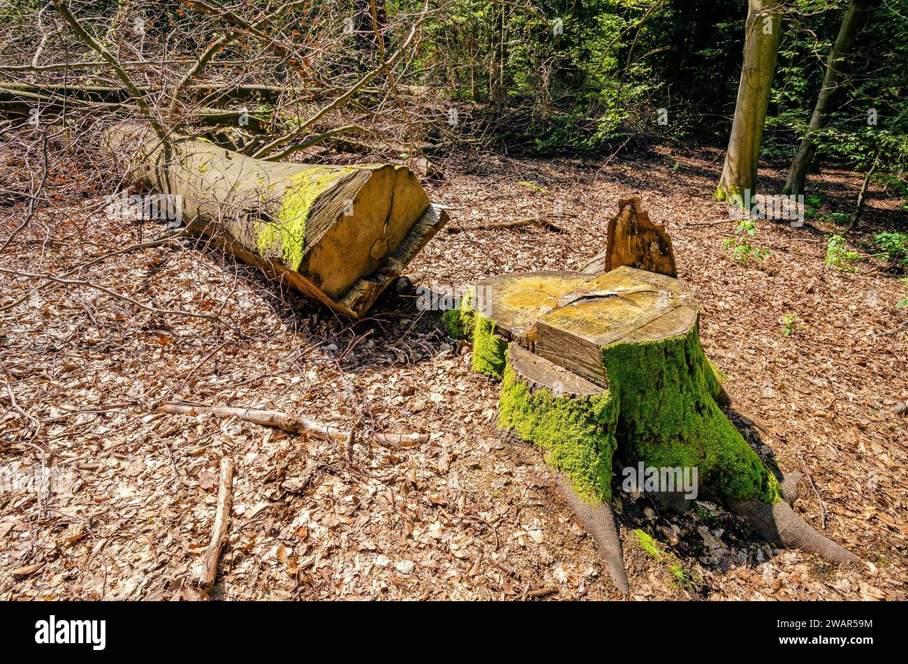 Portainnesto con tronco d'albero segato, foresta primordiale Sababurg - Germania Foto Stock