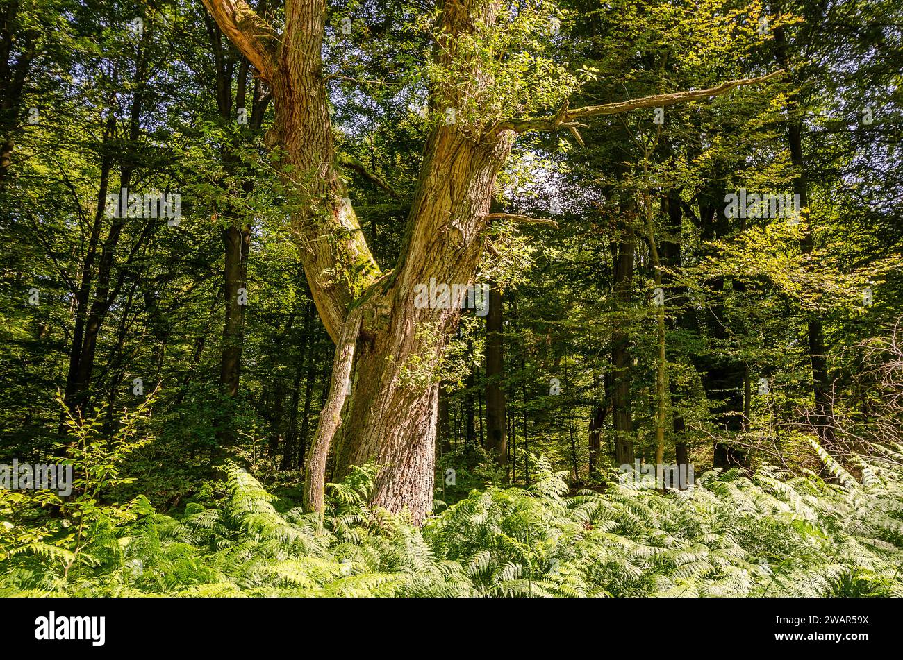 Vecchie querce noci, foresta primordiale di Sababurg - Germania Foto Stock