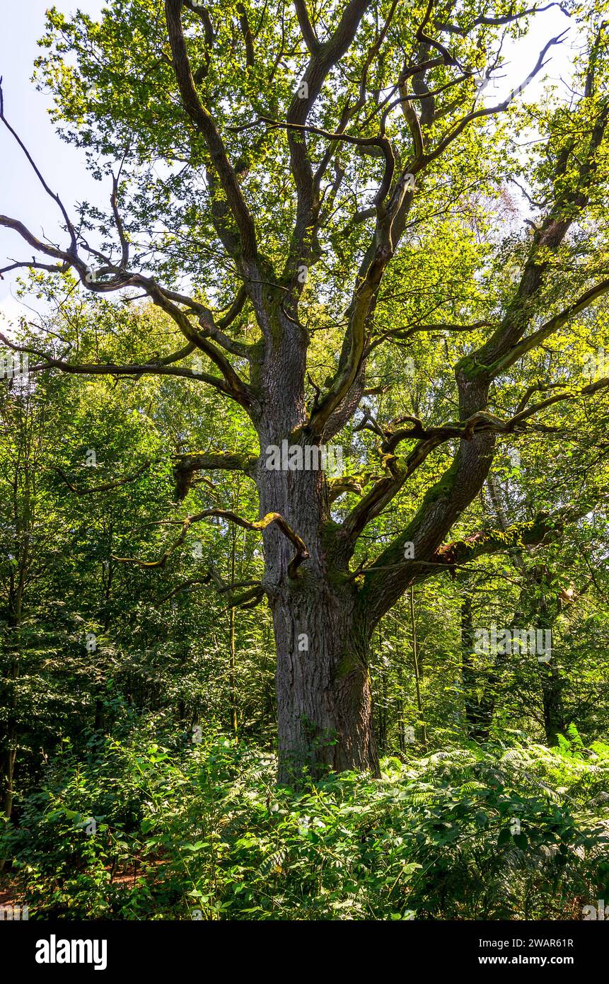 Faggio antico - Sababurg foresta primordiale, Germania Foto Stock