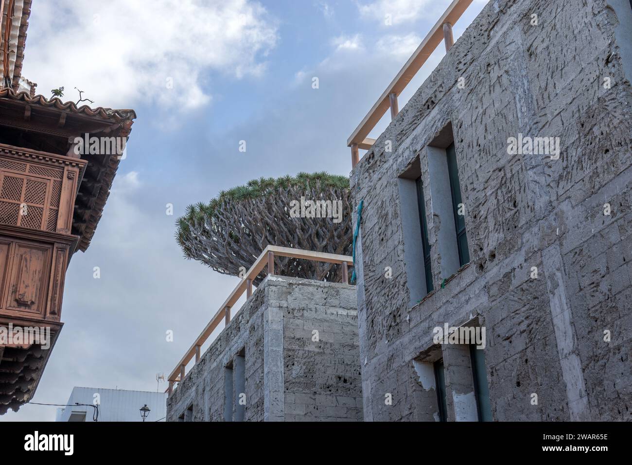Balcone storico, edificio moderno in conchiglia e albero di drago a Tenerife, Spagna Foto Stock