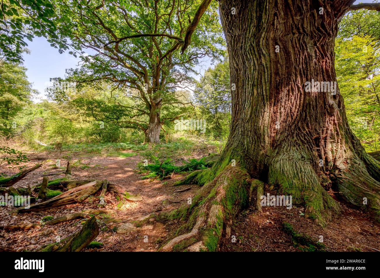 Antica quercia nella foresta primordiale di Sababurg - Assia, Germania Foto Stock