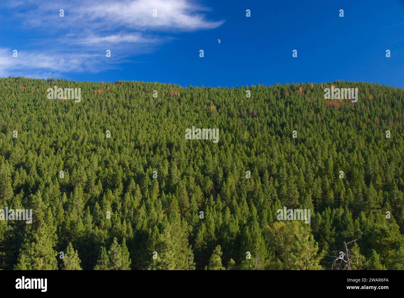 Moon over Silver Creek Forest Slope, Lewis and Clark County, Montana Foto Stock