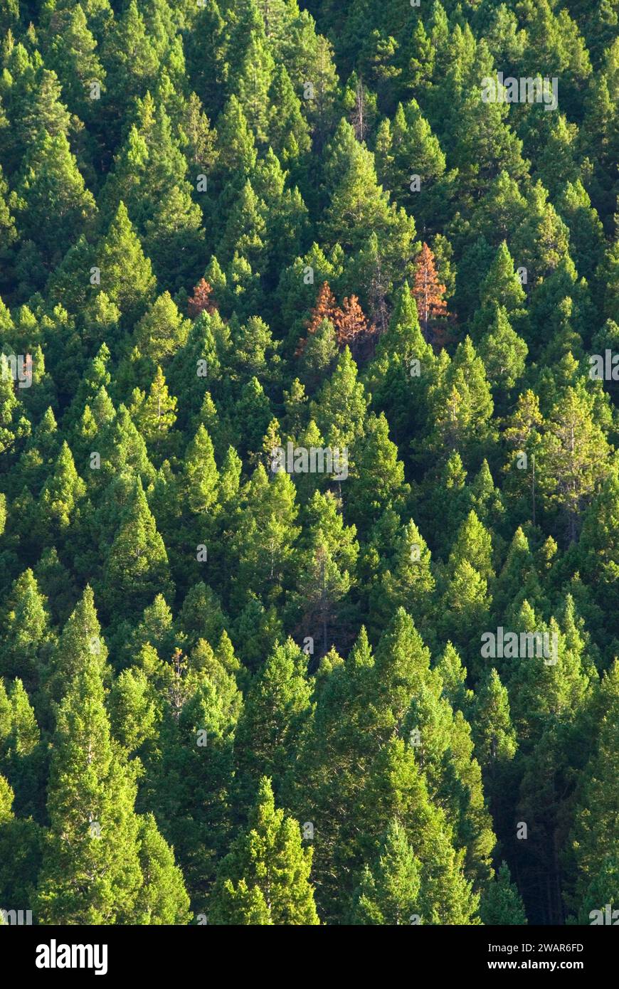 Silver Creek Forest Slope, Lewis and Clark County, Montana Foto Stock