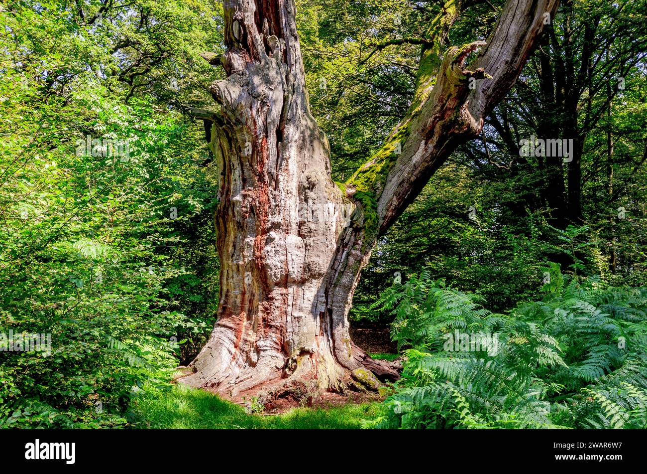Foresta primordiale di Sababurg - antico albero gigante, Assia, Germania Foto Stock