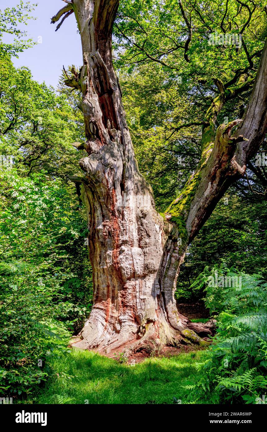 Foresta primordiale di Sababurg - antico albero gigante, Assia, Germania Foto Stock