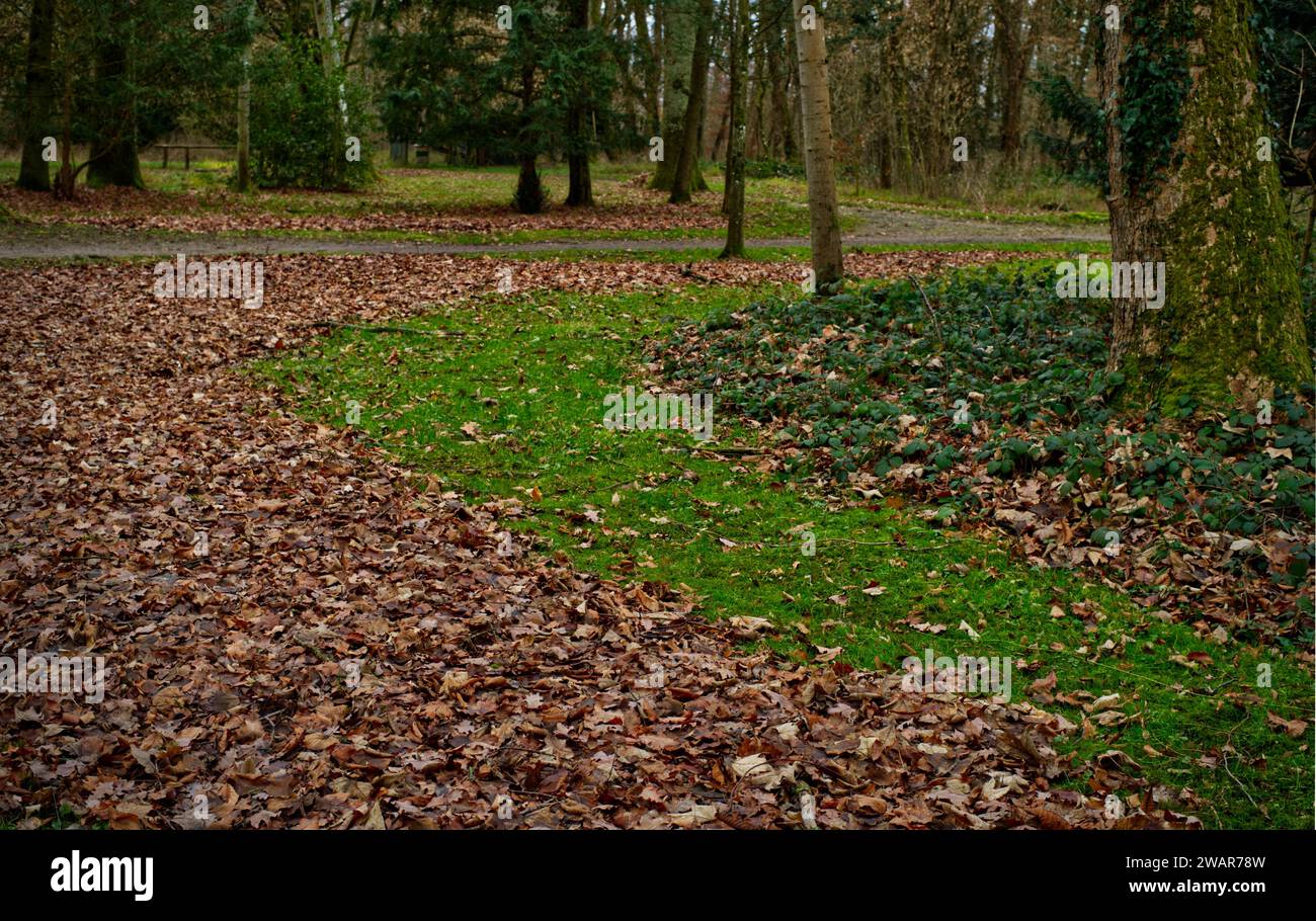 Parco con cerchi di foglie marroni cadute, erba verde e foglie verdi scure a Schönbusch-Park, Aschaffenburg, Baviera, Germania Foto Stock