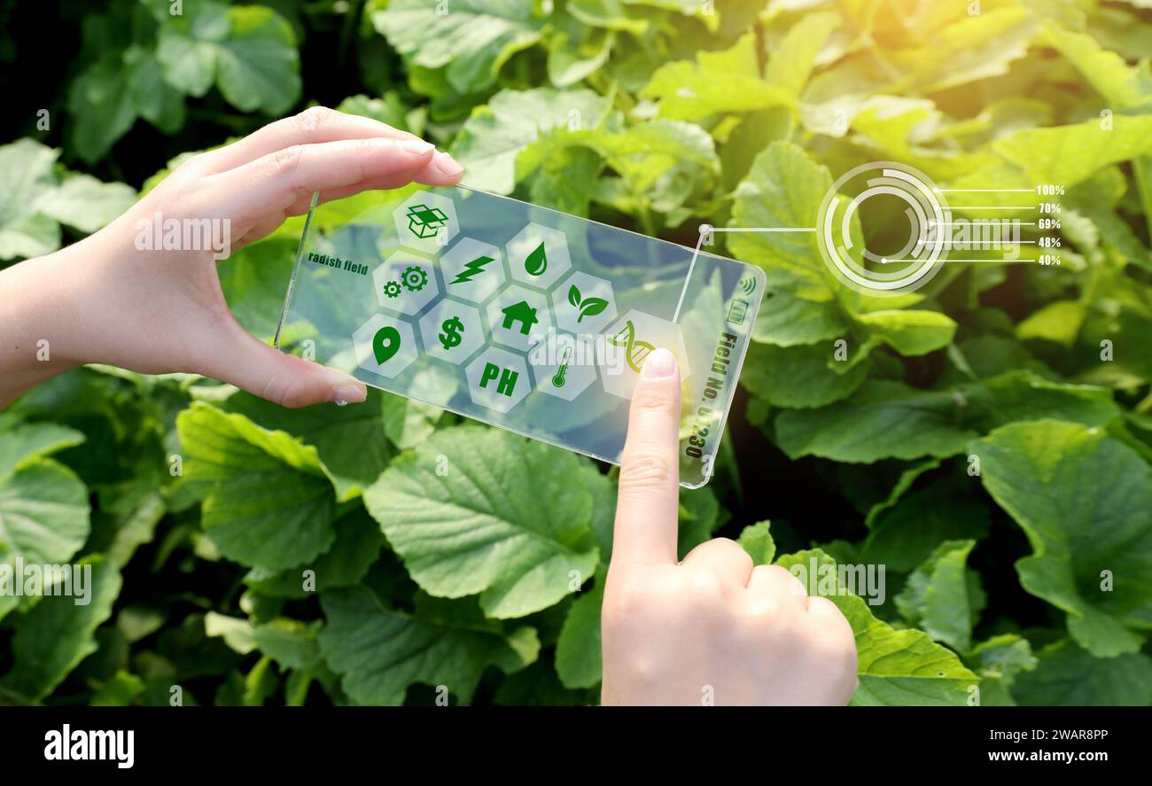 Dashboard digitale per l'agricoltura che monitora la crescita delle colture e i dati dell'azienda agricola Foto Stock