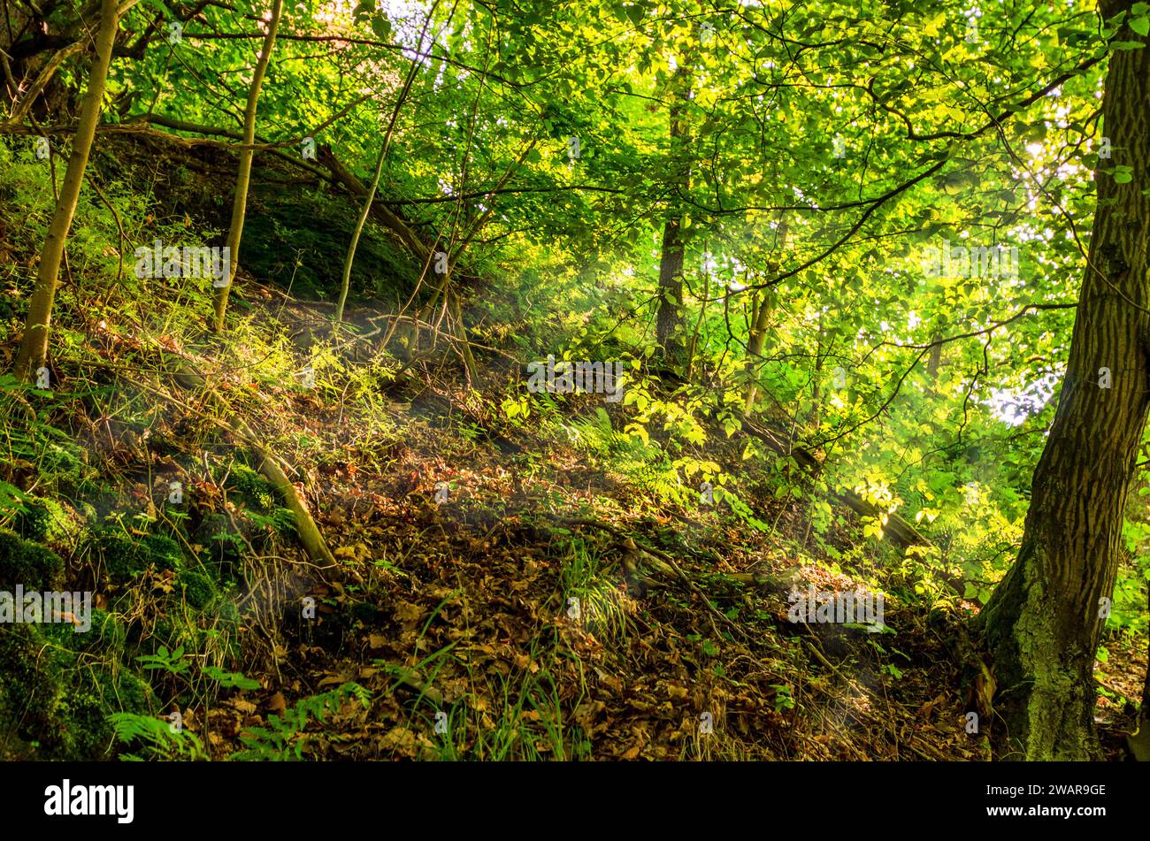 Sezione di foresta leggera su un pendio con bosco morto vicino al sentiero per il castello di Wartburg a Eisenach, Turingia, Germania Foto Stock