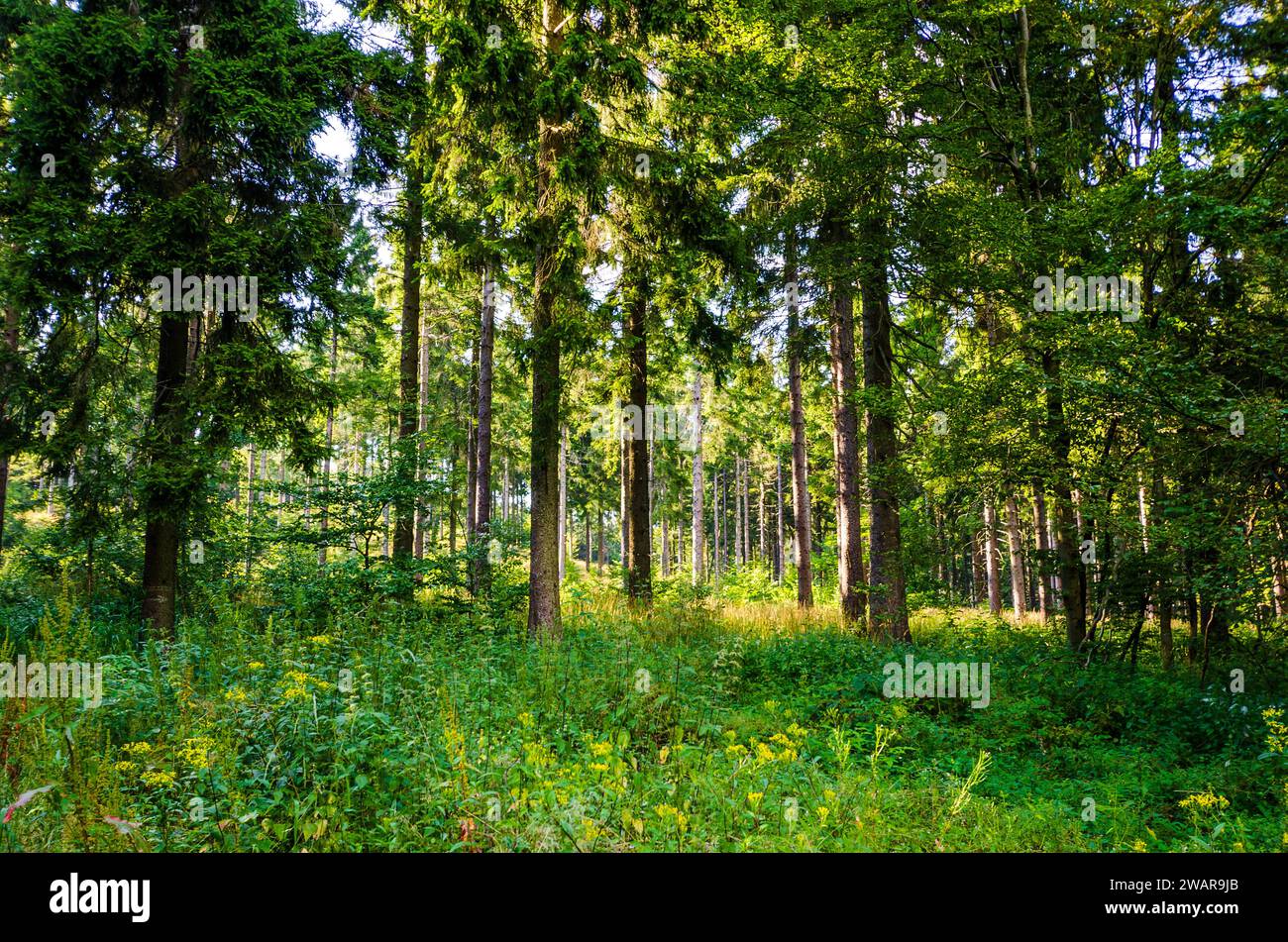 Bagni nella foresta della Turingia, Germania Foto Stock