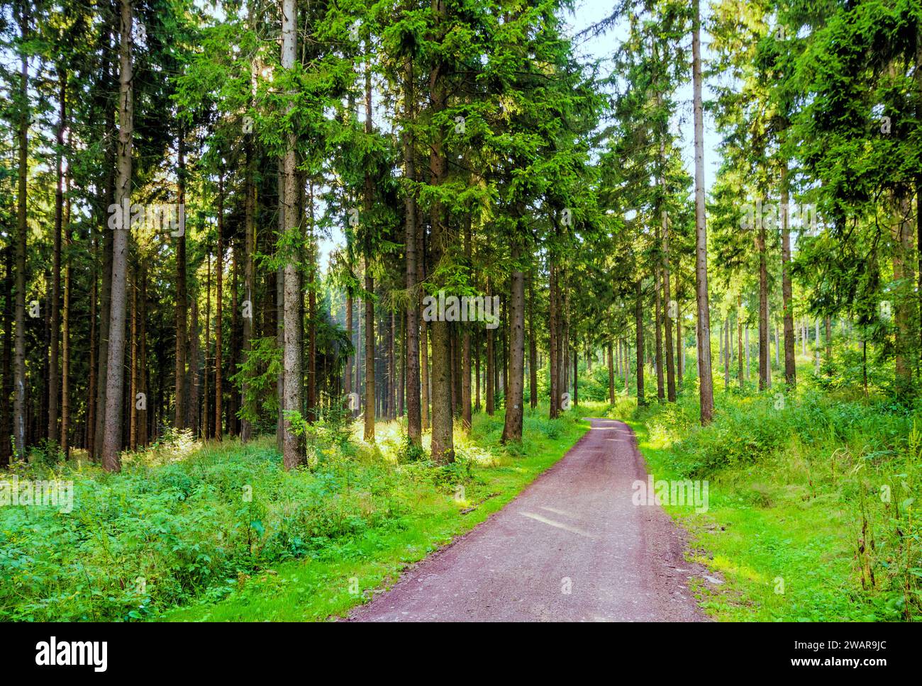 Percorso attraverso una foresta inondata di luce nella foresta della Turingia, Germania Foto Stock