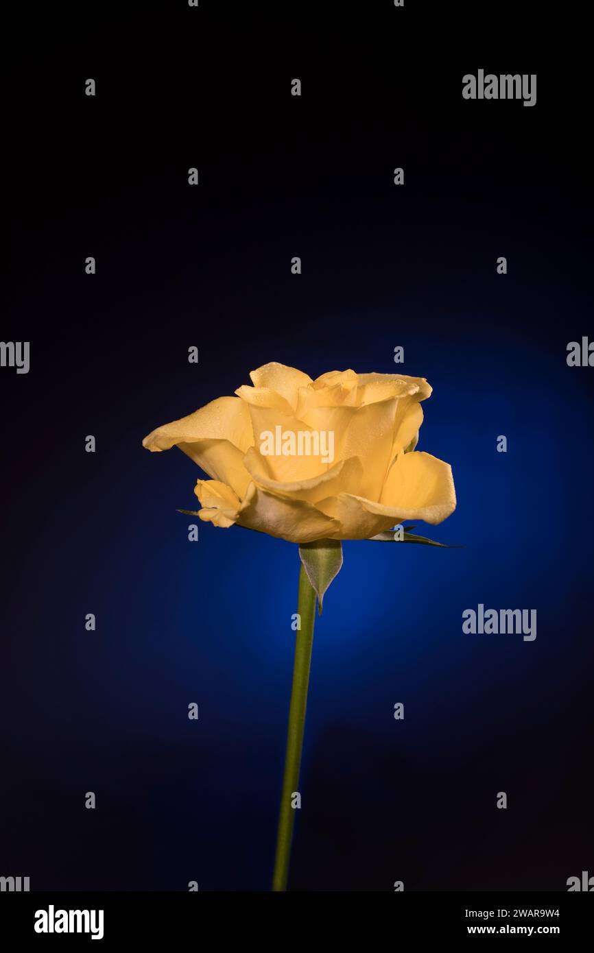 Rosa gialla romantica su sfondo blu nero Foto Stock