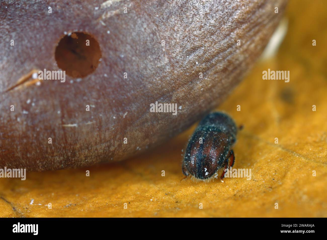 Alesatore per semi di palma (Coccotrypes dactyliperda). È uno scarabeo di corteccia che distrugge i semi di palma da dattero e altre palme. Foto Stock