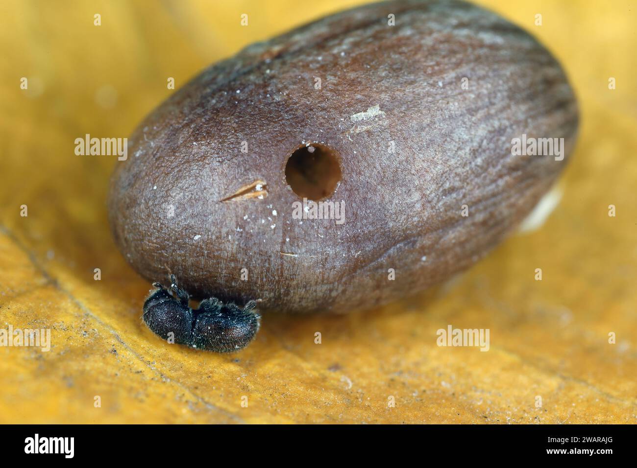 Alesatore per semi di palma (Coccotrypes dactyliperda). È uno scarabeo di corteccia che distrugge i semi di palma da dattero e altre palme. Foto Stock