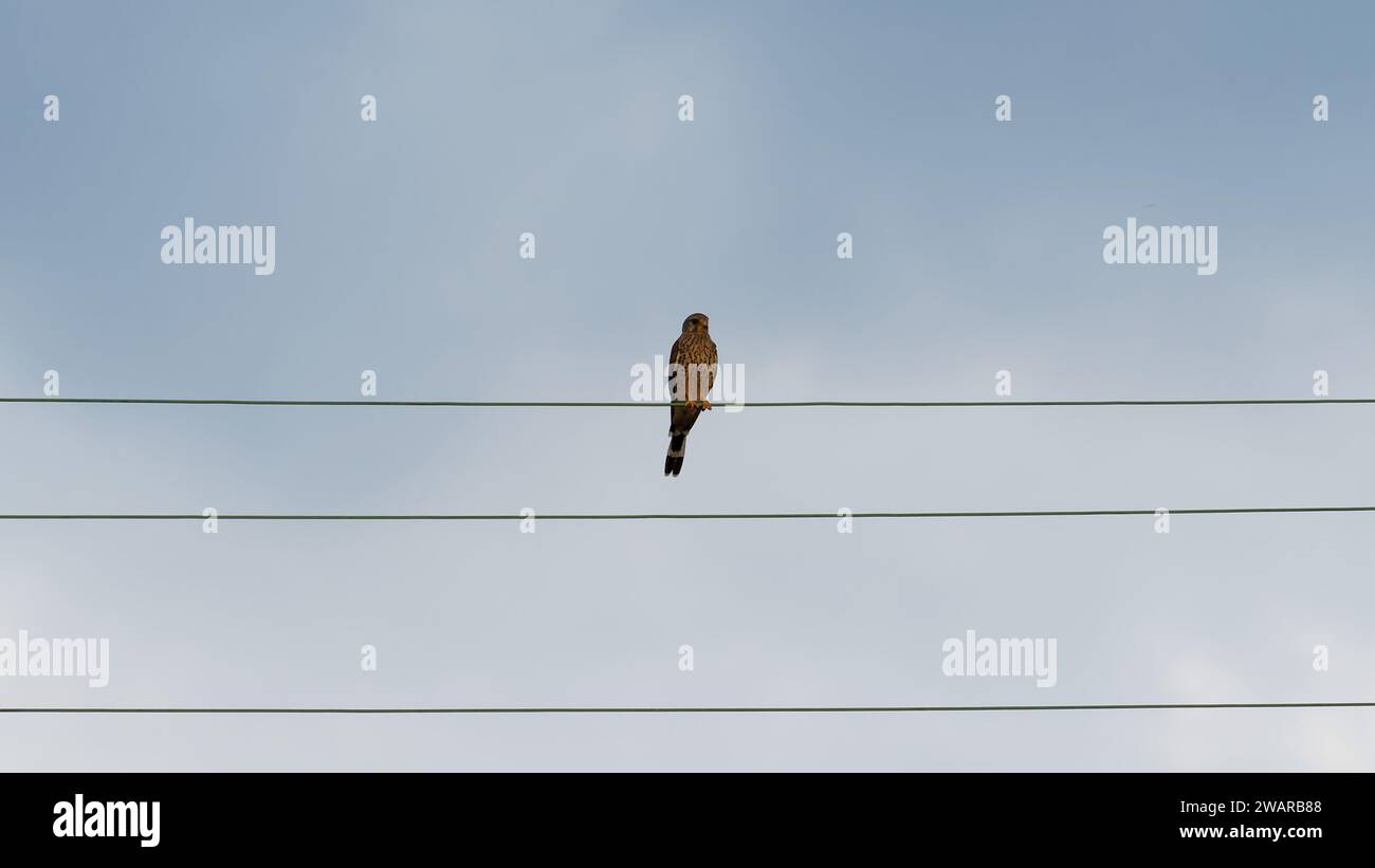 Un falco sulla linea elettrica osserva l'ambiente circostante Foto Stock