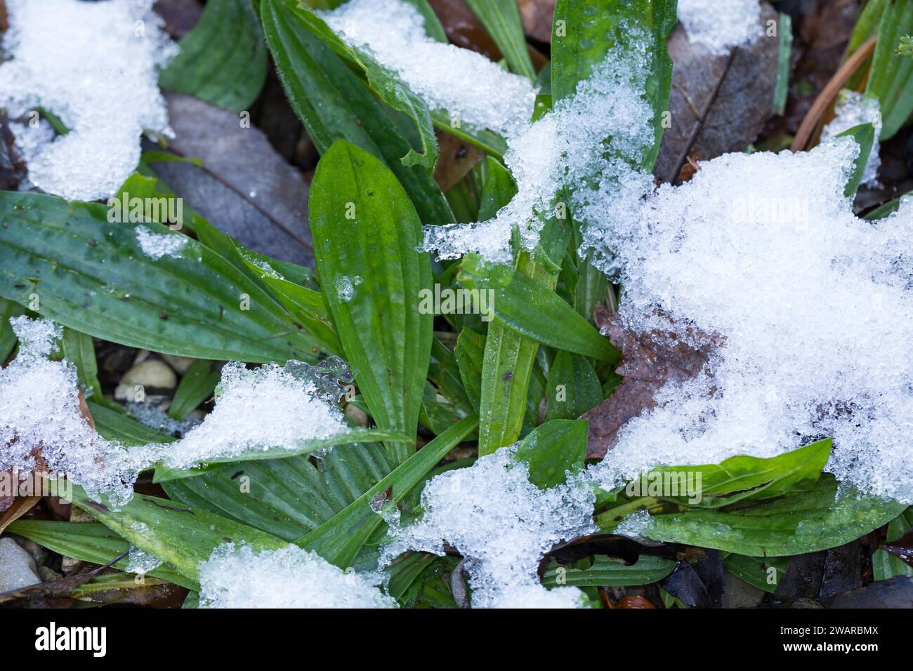 Spitz-Wegerich, Spitzwegerich, Wegerich, planzago lanceolata, inglese piantaggine, Ribwort, narrowleaf piantaggine, ribwort piantaggine, ribleaf, le piantaggine l Foto Stock