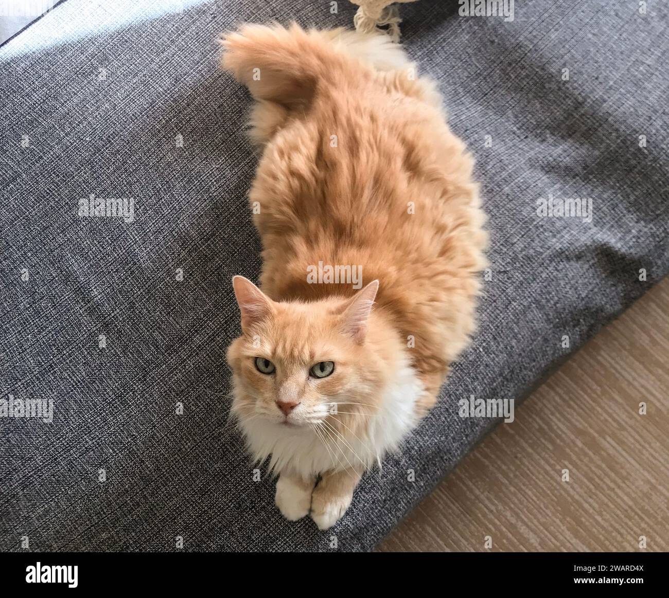 gatto giallo sdraiato su un divano Foto Stock
