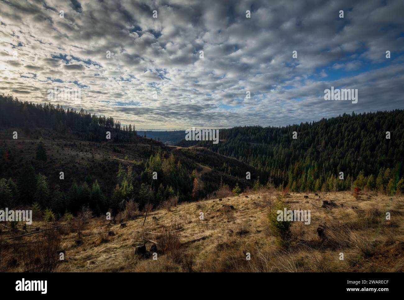 Un paesaggio di una valle illuminata dal sole circondato da alberi che si affacciano su un cielo blu brillante Foto Stock