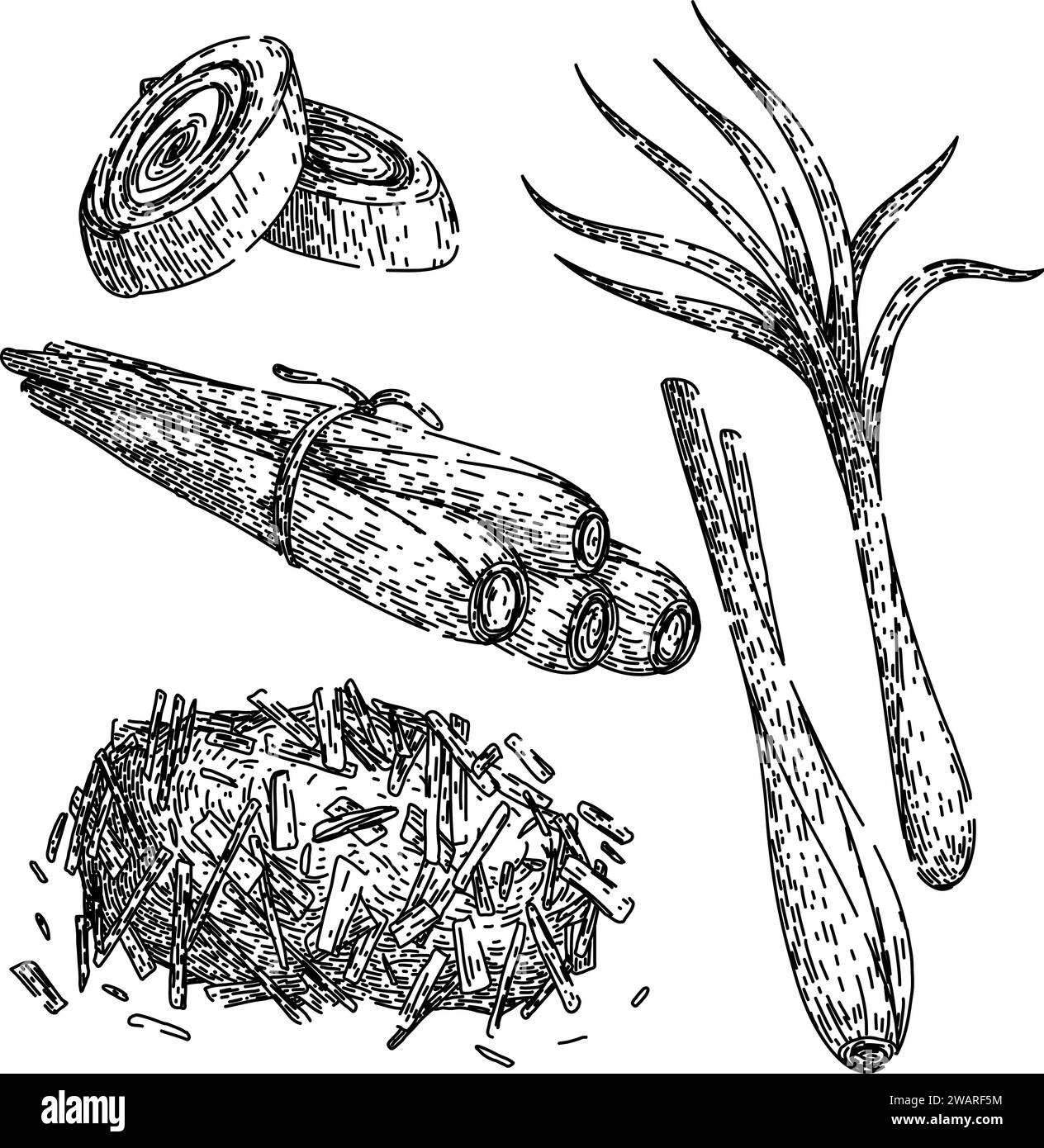 vettore disegnato a mano dello schizzo di lemongrass set Illustrazione Vettoriale vettore disegnato a mano dello schizzo di lemongrass set Illustrazione Vettoriale