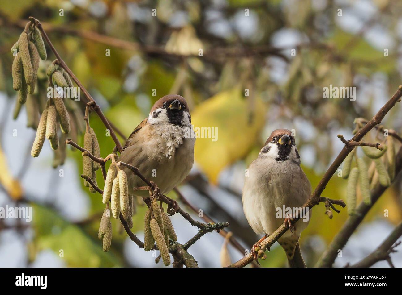 Due passeri d'albero seduti su un ramo in un nocciolo autunnale Foto Stock