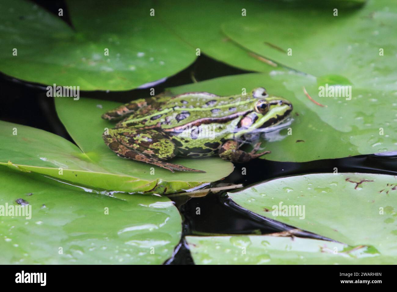 Pelophylax è un genere di rane reali diffuso in Eurasia, con alcune specie che si estendono nell'Africa settentrionale Foto Stock