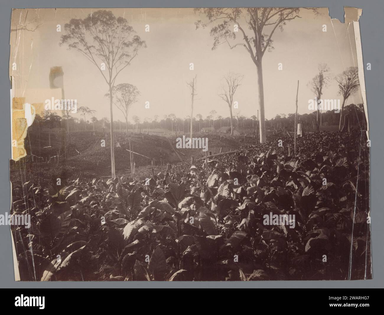 Vista della piantagione di tabacco Glen Bervie, Langkat Sumatra, 1886 - 1900 Fotografia della piantagione di carta Bindjai Langkat. Tabacco Sumatra Foto Stock