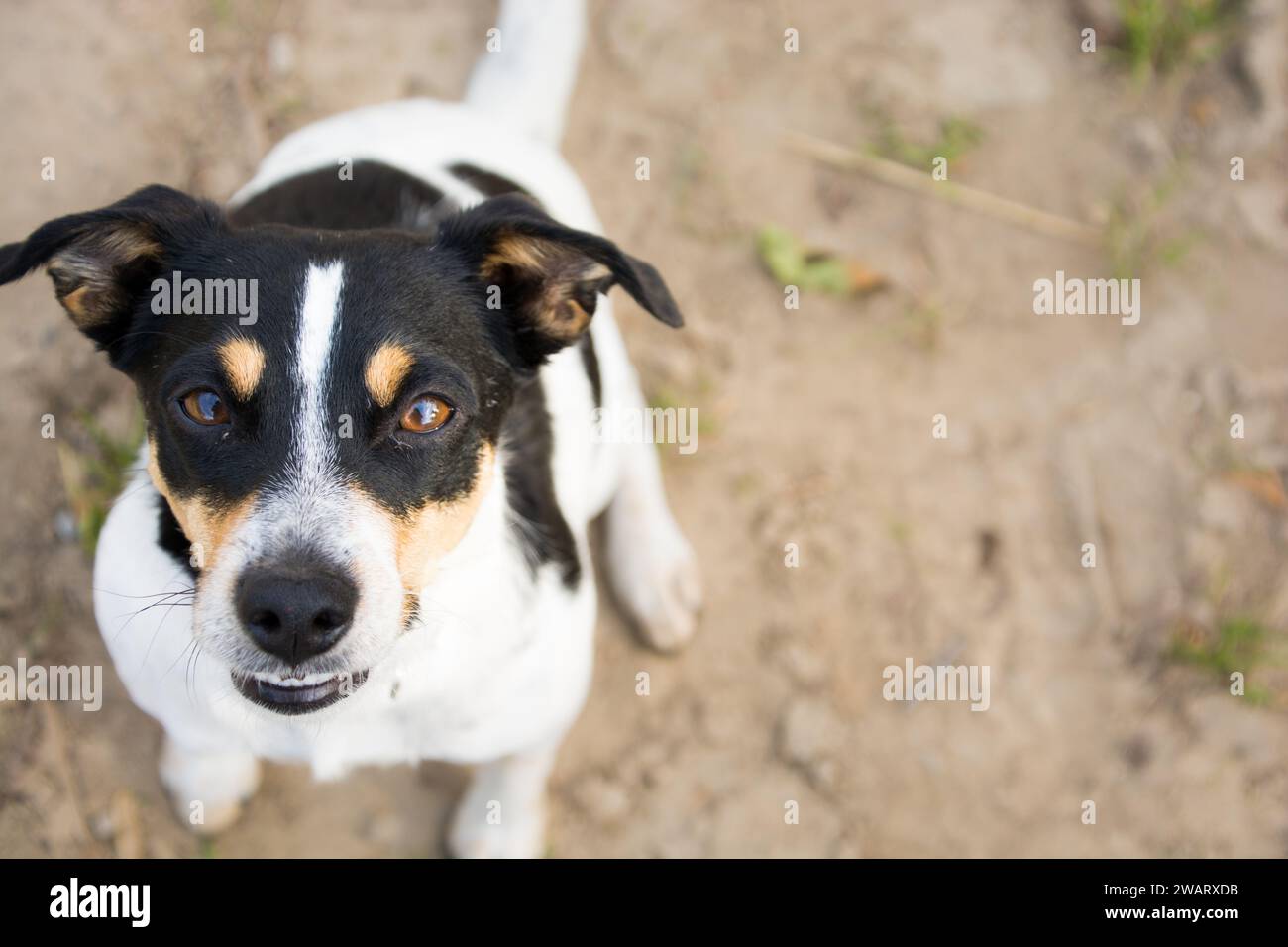 piccolo cane che guarda in alto Foto Stock