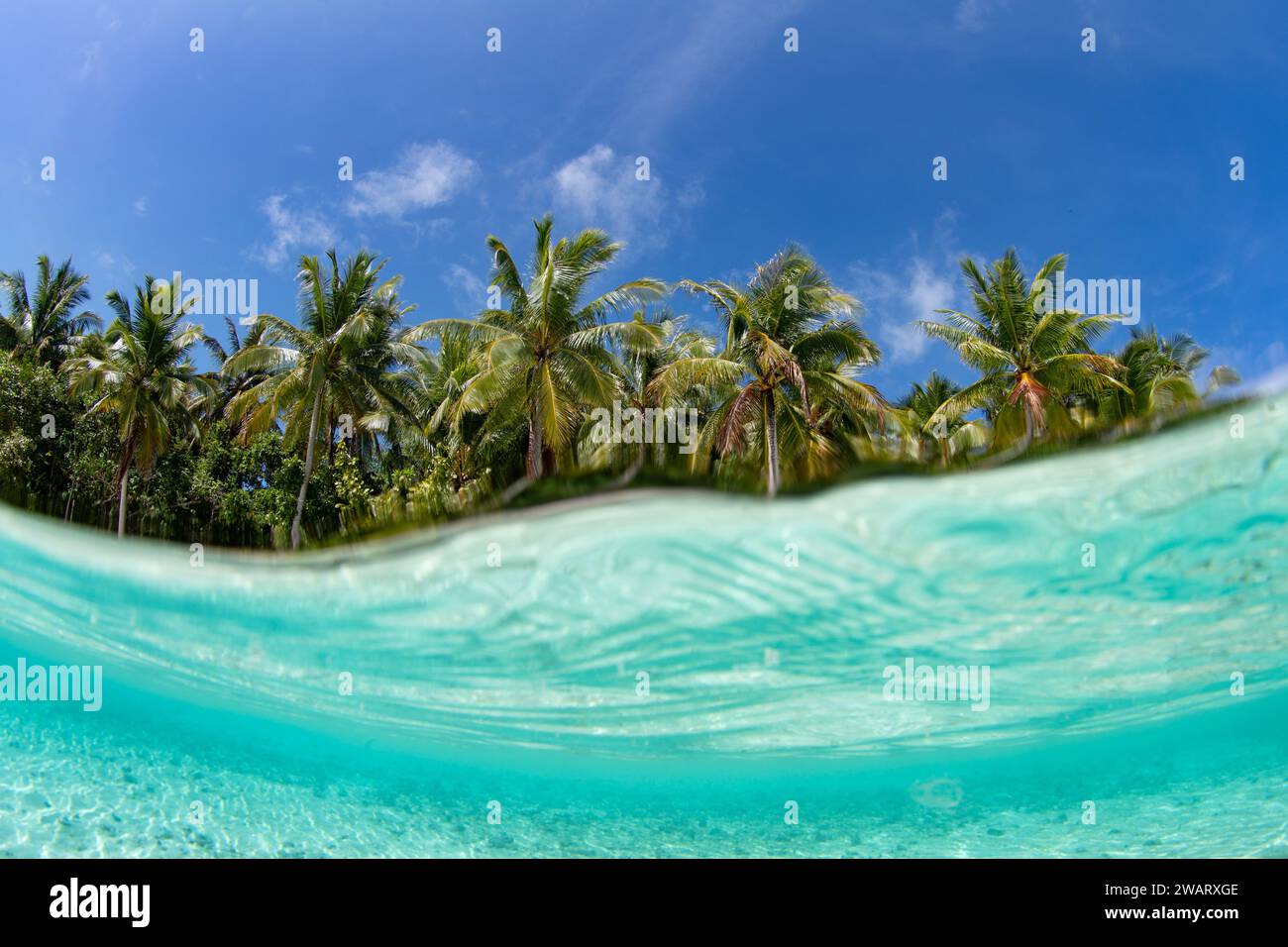 Acque limpide, calme e calde circondano un'idilliaca isola tropicale a Raja Ampat, Indonesia. Questa remota regione è conosciuta per le sue squisite barriere coralline. Foto Stock