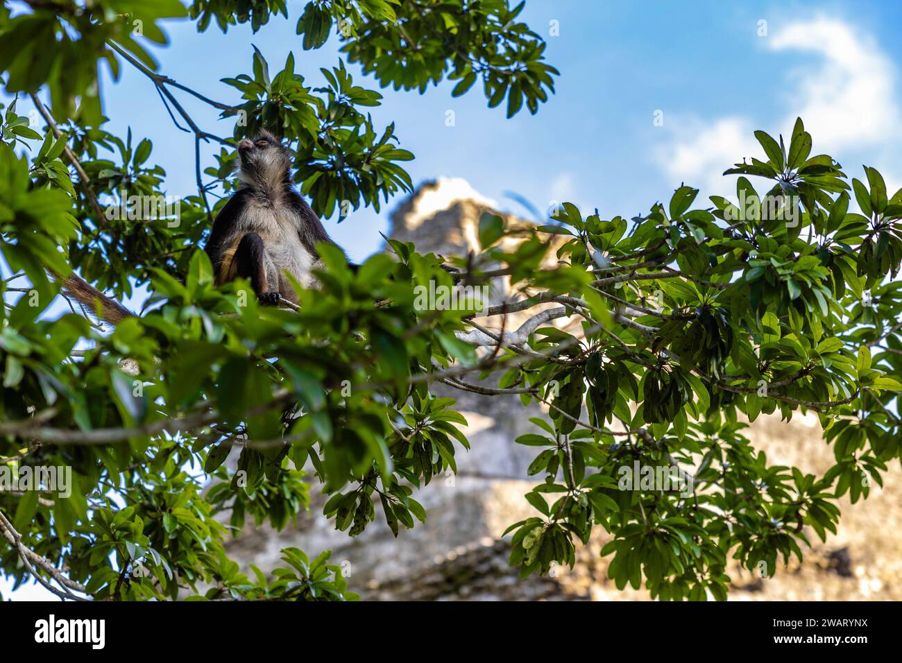 Un adorabile piccolo primate arroccato su un ramo di albero nel suo habitat naturale Foto Stock