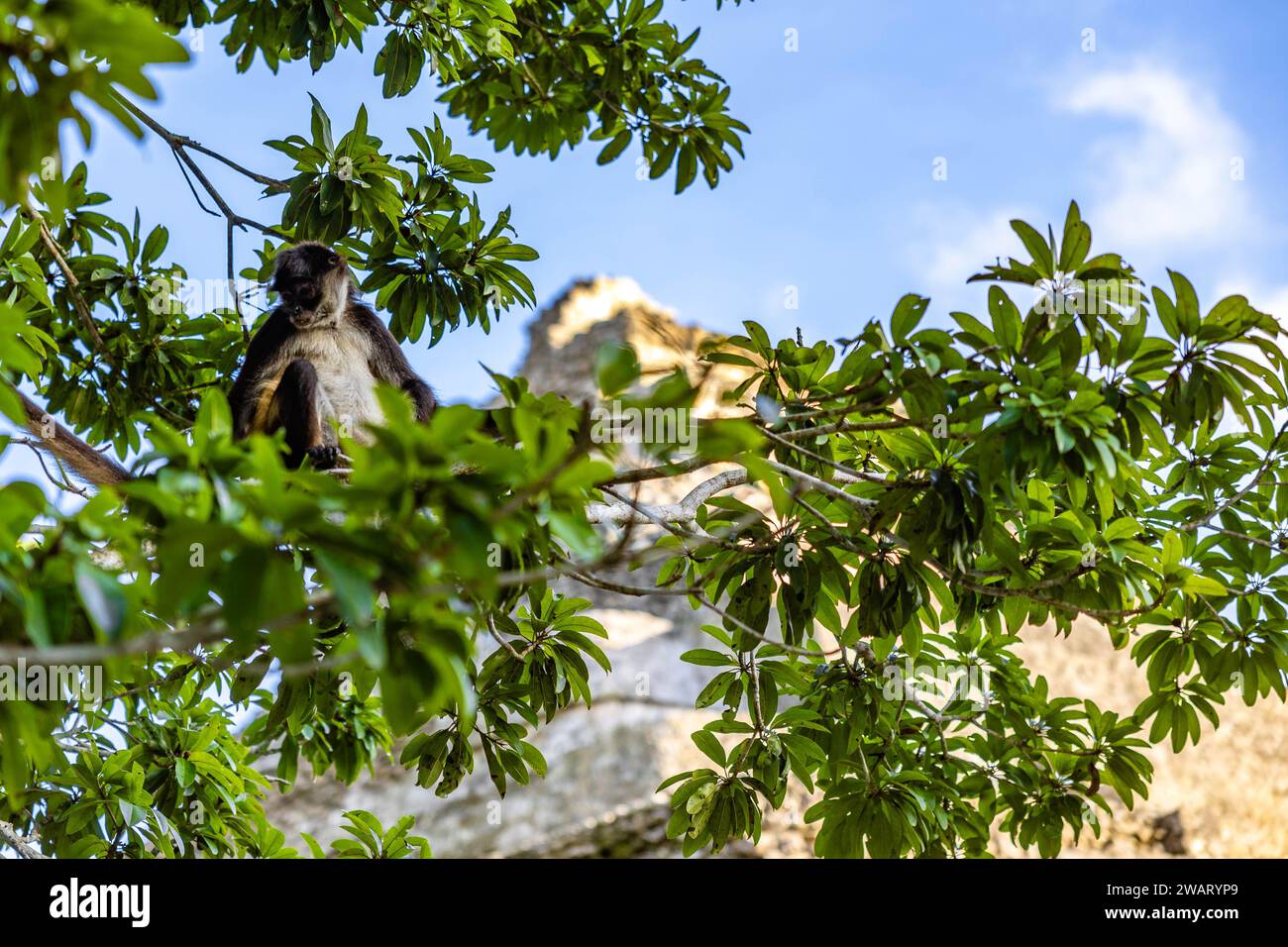 Un adorabile piccolo primate arroccato su un ramo di albero nel suo habitat naturale Foto Stock