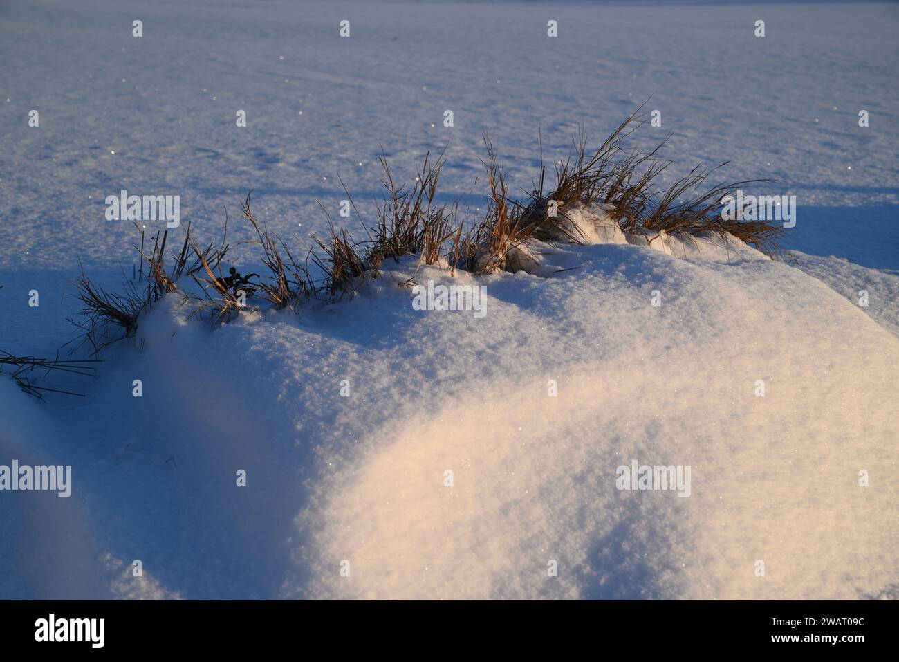 Il sole splende sull'erba coperta dalla neve. Foto Stock