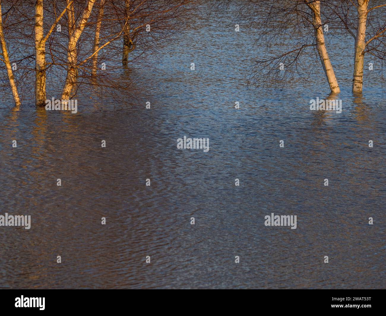 Silver Birches in Flooded Landscape, Christchurch Meadows, Caversham, Reading, Berkshire, Inghilterra, Regno Unito, Regno Unito. Foto Stock