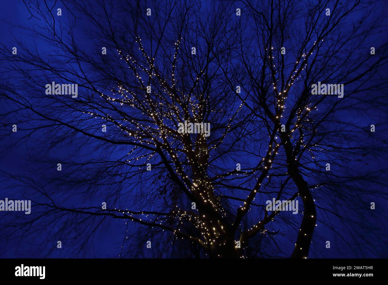 Luci avvolte intorno ai tronchi degli alberi e ai rami di Oaklands Park, Chichester, vicino al Chhichester Festival Theatre Foto Stock