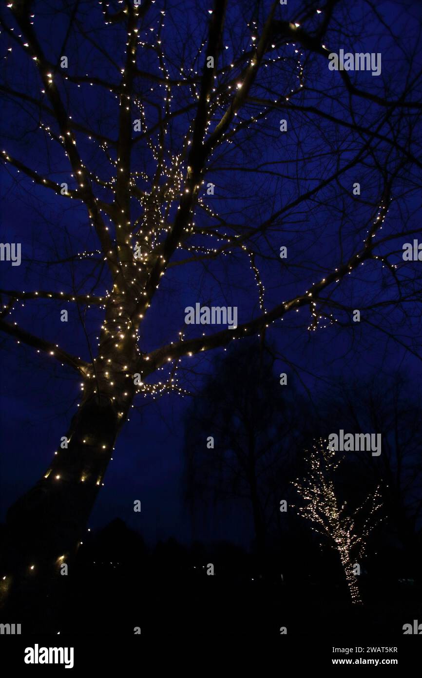 Luci avvolte intorno ai tronchi degli alberi e ai rami di Oaklands Park, Chichester, vicino al Chhichester Festival Theatre Foto Stock